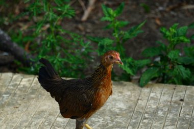 Kampong tavukları avluda dolaşıyor.