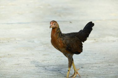 Kampong tavukları avluda dolaşıyor.