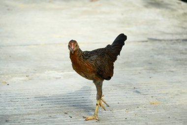 Kampong tavukları avluda dolaşıyor.