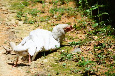 Bir tavuk yerde dinleniyordu.