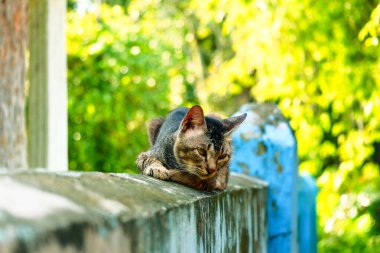Evcil bir kedi bulanık bir arka planı olan bir duvarda oturuyor.