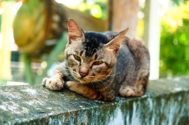 Evcil bir kedi bulanık bir arka planı olan bir duvarda oturuyor.