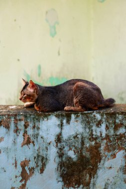 Evcil bir kedi bulanık bir arka planı olan bir duvarda oturuyor.