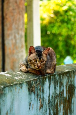 Evcil bir kedi bulanık bir arka planı olan bir duvarda oturuyor.