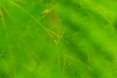 soyut arkaplan yumuşak bulanık doğa yeşil yapraklar