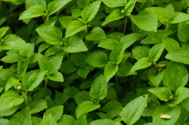 Doğal yeşil bitkilerin arkaplan dokusu