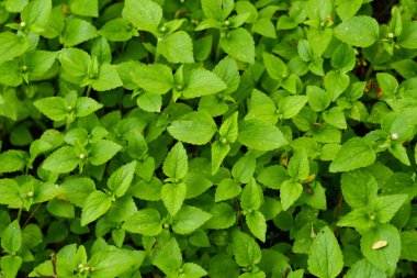 Doğal yeşil bitkilerin arkaplan dokusu