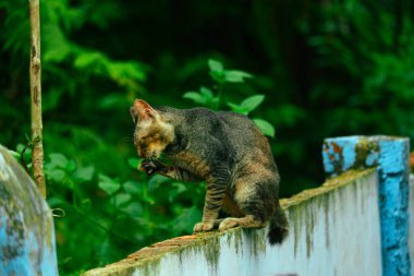 Duvarda evcil bir kedi var.