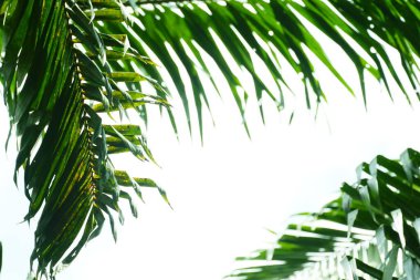 Gökyüzü arkaplanlı palmiye yapraklarının fotoğraflanması çerçeve için uygundur