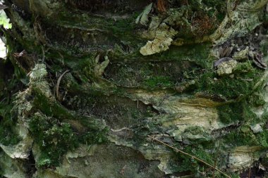 Ganoderma 'dan etkilenen palmiye ağacı kabuğunun arkaplan dokusunun fotoğrafçısı