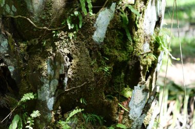 Ganoderma 'dan etkilenen yağ palmiyesinin dokusu