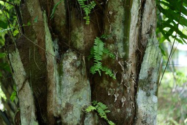 Ganoderma 'dan etkilenen yağ palmiyesinin dokusu