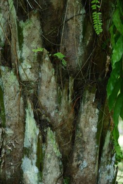Ganoderma 'dan etkilenen yağ palmiyesinin dokusu