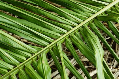 Palmiye yapraklarının soyut arkaplan dokusunun fotoğrafçılığı