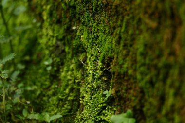 Doku arkaplanı için uygun olan yeşil yosun fotoğrafçılığı