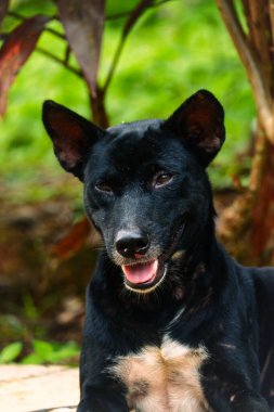 Hayvan portresi fotoğrafı, siyah bir köpeğin yüzü.