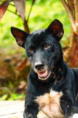 Hayvan portresi fotoğrafı, siyah bir köpeğin yüzü.