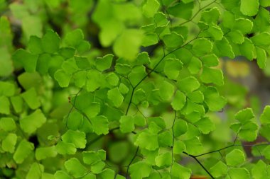 Suplir bitki, Adiantum Venustum Himalaya deseni yeşil doğal arkaplan için uygun