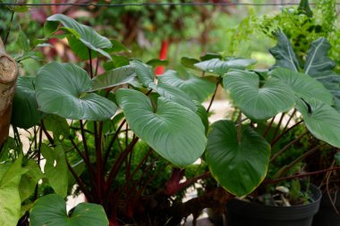 Tropikal bitki Homalomena Occulta 'nın fotoğrafları doğal arka planlar için uygun bir süs bitkisidir.