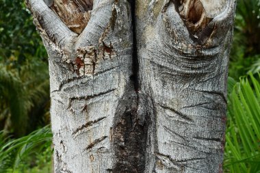 fotoğraf: ahşap ağaç kabuğu dokusu arkaplan için uygun