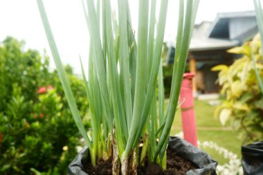 Kap içinde kırmızı soğan bitkileri
