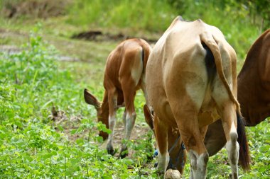 Bazı Balili inekler hayvan yetiştiriciliği endüstrisi için uygun ot yiyorlar.