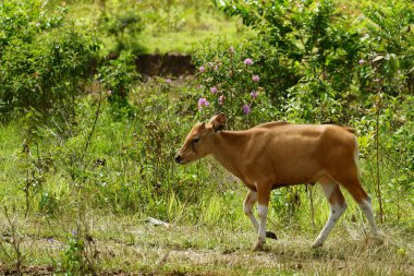 Bazı Balili inekler hayvan yetiştiriciliği endüstrisi için uygun ot yiyorlar.