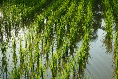 Pirinç tarlalarında güneş ışığına maruz kalan yeşil pirinç bitkileri