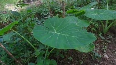 Alocasia brisbanensis bitkisi tropikal bir bitkidir.