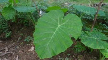 Alocasia brisbanensis bitkisi tropikal bir bitkidir.
