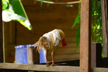 Tahtaya tünemiş bir horoz.