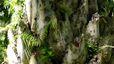 Ganoderma içeren palmiye gövdeleri