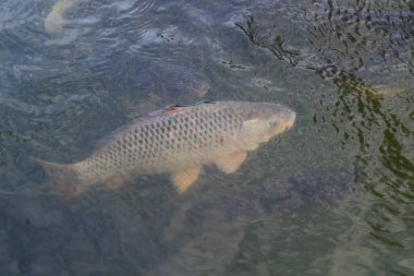 Akan suyla dolu bir gölde birkaç balık
