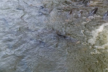 Akan suyla dolu bir gölde birkaç balık