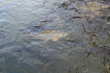 Akan suyla dolu bir gölde birkaç balık