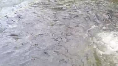 Bir grup japon balığı suda yiyecek aramak için göletin su akıntısının yanında yüzerler. Balık havuzu Japon balığı içerir.