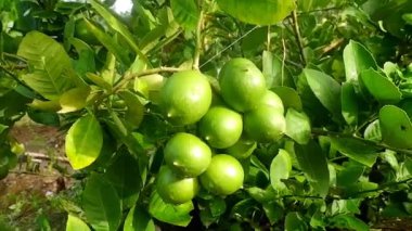 Yeşil ağaçta taze limon. Açık hava