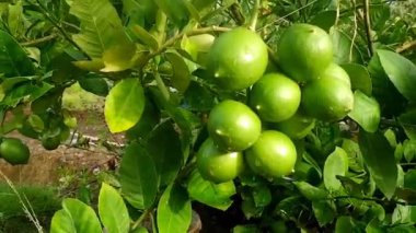 Yeşil ağaçta taze limon. Açık hava