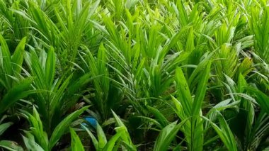 Yağ palmiyesi tohumları saksıda. Palmiye yağı ekimi endüstrisi için uygun