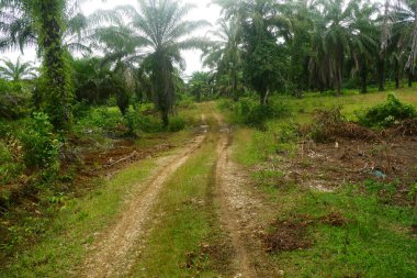 Petrol palmiyeleri, toprak yollu palmiye ağaçları tarım endüstrisi için uygundur.