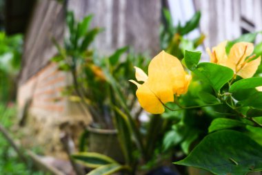 paper flower plant which has the scientific name Bougainvillea in the garden clipart