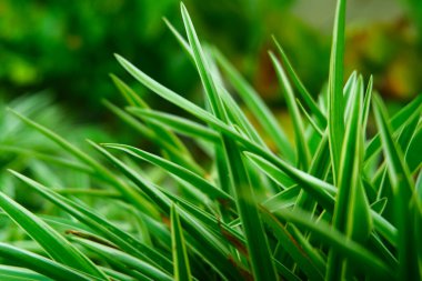 Şık bir arka plan için klorophytum komosum ev süsleme bitkisi
