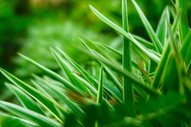 Şık bir arka plan için klorophytum komosum ev süsleme bitkisi