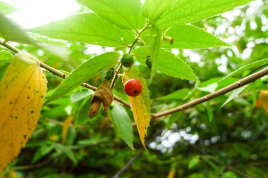 Muntingia calabura . Jamaika kirazı. Ağaçta. Yeşil arkaplan