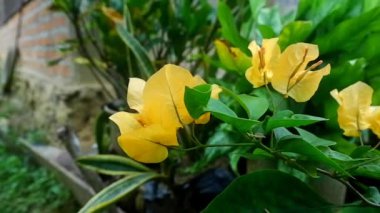 Bahçede bilimsel adı Bougainvillea olan kağıt bitkisi.