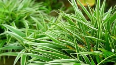 Klorophytum comosum (örümcek bitkisi, yaygın örümcek bitkisi, örümcek sarmaşığı) bir süs bitkisidir.