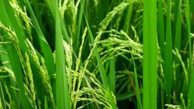 Pirinç tarlalarında rüzgarda sallanan pirinç bitkileri. Pirinç tarlaları Endonezya kırsalında yer almaktadır.