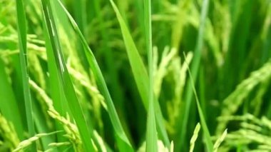 Pirinç tarlalarında rüzgarda sallanan pirinç bitkileri. Pirinç tarlaları Endonezya kırsalında yer almaktadır.