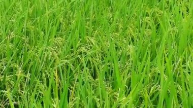 Endonezya 'dan yeşil ve güzel pirinç tarlalarında pirinç bitkileri 