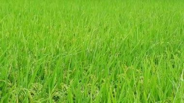 Endonezya 'dan yeşil ve güzel pirinç tarlalarında pirinç bitkileri 